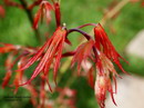 Acer Palmatum